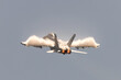 U.S. Navy EA-18G Growler in a high G maneuver, with afterburners on and condensation clouds  over  the wings