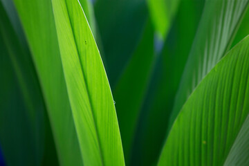 Sticker - green leaves background