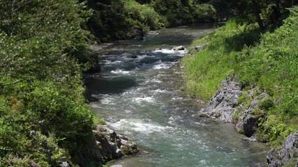 Wall Mural - Quiet clear stream in summer