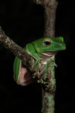 Chinese Flying Frog On A Limb