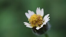 Macro Zoom Out Shot Of A Swaying Tridax Procumbens, Coatbuttons, Tridax Daisy Flower By The Summer Breeze Against Beautiful Green Bokeh Background In A Botanical Garden.