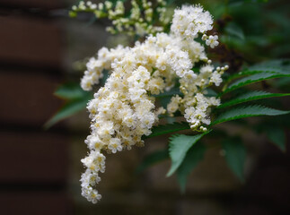 Mountain ash bush with white small flowers on a sunny summer day. Delicate flowers close-up. Rowan park bush during the flowering period. Mountain ash (Sorbaria sorbifolia). Russia, Ural 