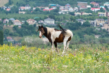 Sticker - horse on the meadow