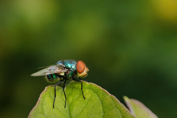 GREEN BOTTLE FLY