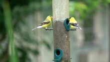 Goldfinches Eat Nyjer (thistle) Seed From A Bird Feeder In Slow Motion.