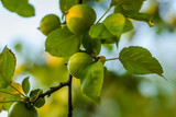 Fototapeta Morze - Apple fruits on a tree.