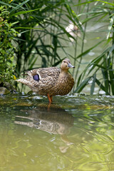 Wall Mural - Closeup shot of Mallard Hybrid Pacific Black Duck