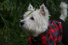 Westie With Leaf On Head