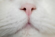 Cat nose, Katzen Nase