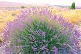 Fototapeta Lawenda - lavender field in region