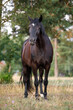 portrait of black draft mare horse standing free in field in summer