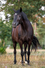 portrait of black draft mare horse standing free in field in summer