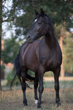 Fototapeta Konie - portrait of black draft mare horse in summer