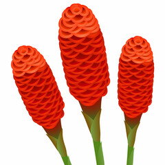 Wall Mural - Zingiber spectabile, ginger flowers  on a white background.