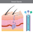 Sweat Glands. Illustration showing human sweat gland structure under skin layers..