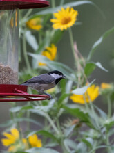 A Carolina Chickadee (poecile Carolinensis) Perched On A Feeder In Front Of Maximillian Sunflowers.
