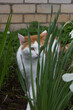 A cute ginger white cat is resting in the garden among flowers and grass. Plays, looks, mustache, wool, look