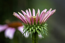 A Bloom Of A Purple Coneflower