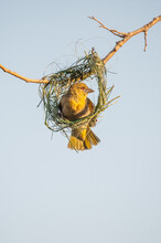Yellow Weaver Building Nest In Afternoon Sun