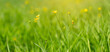 Żółty kwiat na tle trawy