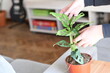 © Santiago - arranging the leaves of a monstera houseplant