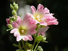 Hollyhock Pink Flowers Blur Background Closeups