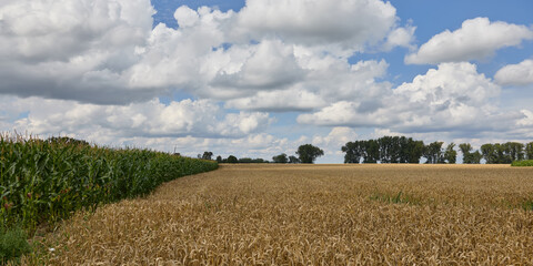 Wall Mural - Field of wheat  and corn in Flemish Ardennes Belgium