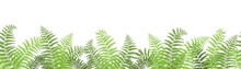 Vector Illustration, Border Of Fern On A White Background, Cartoon Decorative Seamless Strip For Summer And Autumn Season, Design For Cosmetics, Homedesign, Ecology