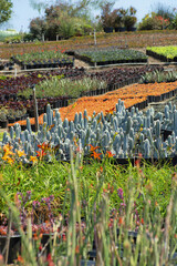 Sticker - Scenic view of different varieties of potted cactus plants in an open field