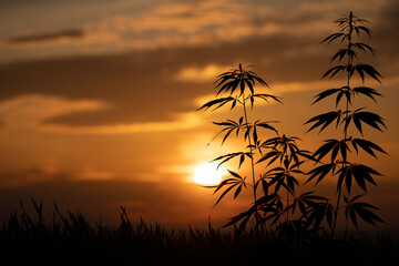Wall Mural - cannabis plant on a background of sunset and orange sky