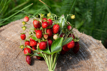 strawberries are lying on a stump in the forest. ripe strawberries on a wooden background close-up. 