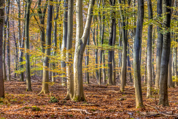 Poster - Beech trees in hazy autumn forest