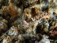 Bornella Anguilla Nudibranch