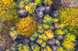 © creativenature.nl - aerial view of autumn forest with colorful foliage
