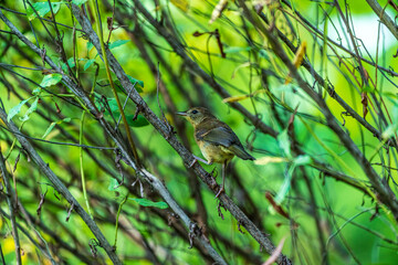 Wall Mural - Yellowthroat Warbler on a branch