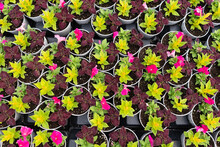 Overhead View Of Potted Petunia Flowers In A Greenhouse In Spring
