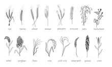 Black-and-white Graphic Sketch Of Cereal Plants Set. Detailed Hand Drawn Oat And Wheat Ear, Seeds And Straw, Wild And Agricultural Crops Vector Illustration Isolated On White Background