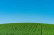 © Øyvind - potato field of Toten, Norway