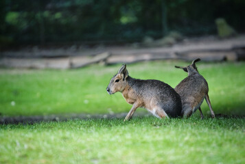 Closeup shot of two baby kangaroos playing with each other on the grass in nature