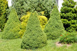 © vodolej - Three conical spruce grow against the background of coniferous plants. Landscape design