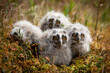 © наталья саксонова - Long-eared owl chicks flew out of the nest.