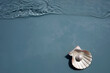 Shell with a pearl on blue water.