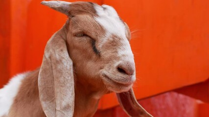 Wall Mural - A goat chews grass while on a private farm.
