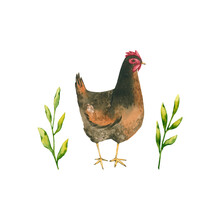 Watercolor Dark Hen With Grass. Hand Drawn Illustration Is Isolated On White. Domestic Chicken Is Perfect For Agricultural Design, Hen Egg Logo, Farm Label, Poster, Rural Background