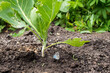 A young cabbage is growing in a bed. Next to it sits a little blue butterfly.