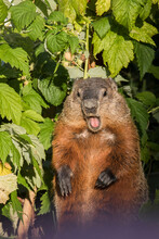 The Groundhog (Marmota Monax) In Summer Eating  Raspberry