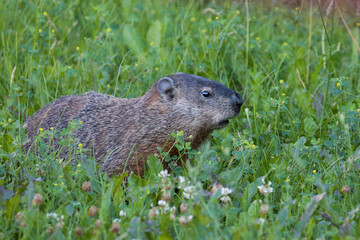 Canvas Print - The groundhog (Marmota monax) in summer eating  raspberry
