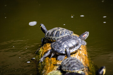 Tortue photo prise à Pairi Daiza