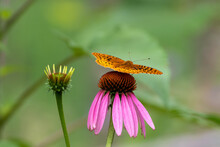 Selective Focus Shot Of An Orange Butterfly On A Pink Coneflower