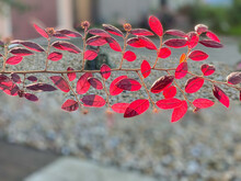 Closeup Of A Branch Of Red Leaves Backlit Against A Gray Background.